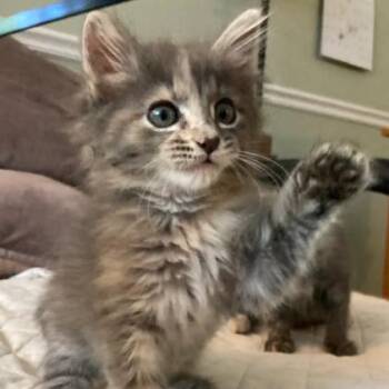 Thyme -  Domestic Medium Hair Cat for Adoption in South Elgin, Illinois - Thyme | PetCurious