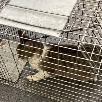 Gabbana -  Domestic Short Hair Cat for Adoption in Montgomery, Alabama - Gabbana | PetCurious