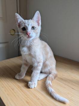 Sunny -  Domestic Short Hair Cat for Adoption in Chandler, Arizona - Sunny | PetCurious
