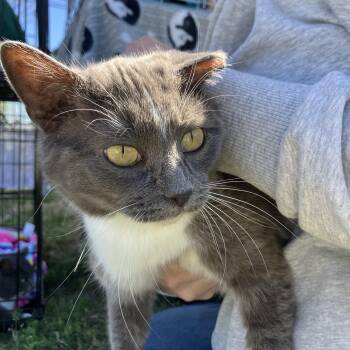 Domestic Short Hair Cats Available for Adoption - Artemis & Diana | PetCurious