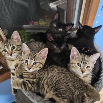 Carmel C11715 -  Domestic Short Hair Cat for Adoption - Carmel C11715 | PetCurious