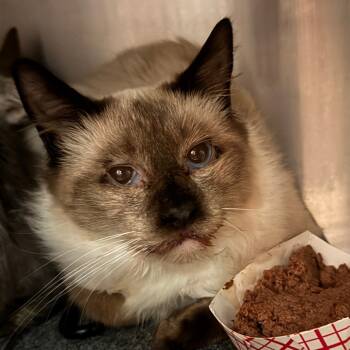 Rescue Domestic Long Hair Cats for Adoption in Talent, Oregon - Daryl | PetCurious
