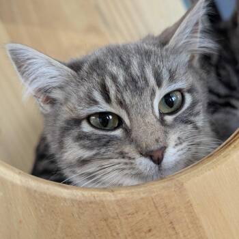 Lindsay -  Domestic Short Hair Cat for Adoption in Victoria, British Columbia - Lindsay | PetCurious