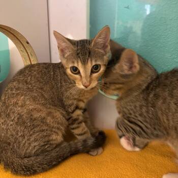 Gus -  Domestic Short Hair Cat for Adoption in Lake Jackson, Texas - Gus | PetCurious