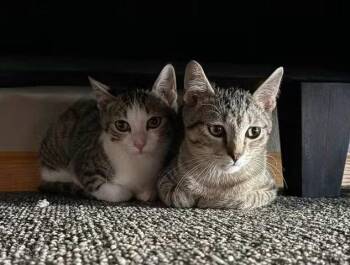 Simon (bonded with Sally) -  Domestic Short Hair and Tabby Cat for Adoption in Williamsburg, Iowa - Simon (bonded With Sally) | PetCurious
