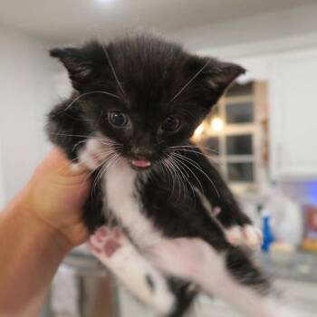Zazu -  Domestic Medium Hair Cat for Adoption - Zazu | PetCurious