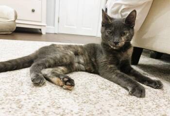 Rescue Domestic Short Hair Cats for Adoption - Snickers | PetCurious