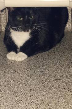 Rescue Domestic Short Hair Cats for Adoption in Kearney, Nebraska - Mr. Pricklepants | PetCurious