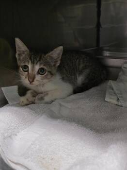 Sabre -  Domestic Short Hair Cat for Adoption in Rockport, Texas - Sabre | PetCurious
