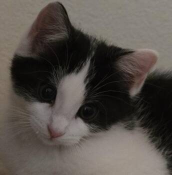 Rescue Tuxedo and Domestic Short Hair Cats for Adoption in North Highlands, California - Kes | PetCurious