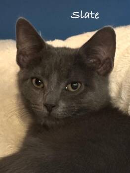 Rescue Domestic Short Hair Cats for Adoption in Frederick, Maryland - Slate | PetCurious