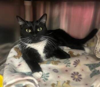 Domestic Short Hair Cats Available for Adoption - Lexi | PetCurious