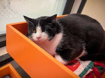 Domestic Short Hair Cats Available for Adoption - FIFI | PetCurious