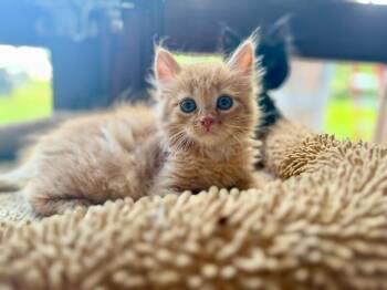 Tabby and Domestic Long Hair Cats Available for Adoption in Friendswood, Texas - Finn McGraw | PetCurious