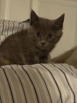 Semicircle -  Domestic Medium Hair Cat for Adoption in Indianapolis, Indiana - Semicircle | PetCurious