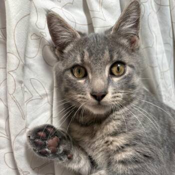 Zakai -  Domestic Short Hair Cat for Adoption in Scranton, Pennsylvania - Zakai | PetCurious