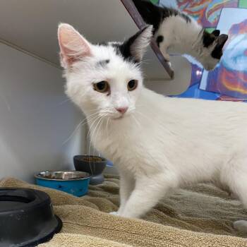 Sammie -  Domestic Short Hair and Domestic Long Hair Cat Available for Adoption in Cheyenne, Wyoming - Sammie | PetCurious