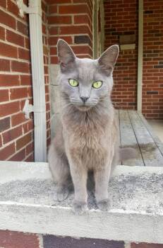 Doja Cat -  Domestic Short Hair Cat for Adoption in Ferndale, Michigan - Doja Cat | PetCurious