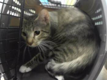 TIGERUS -  Domestic Short Hair Cat for Adoption in Omaha, Nebraska - TIGERUS | PetCurious