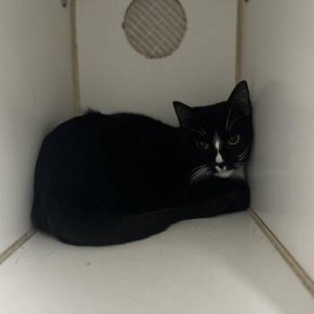 Scarlette -  Domestic Short Hair Cat for Adoption in San Antonio, Texas - Scarlette | PetCurious