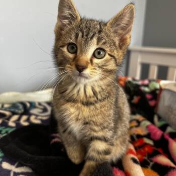 Wasabi -  Domestic Short Hair Cat for Adoption in Syosset, New York - Wasabi | PetCurious