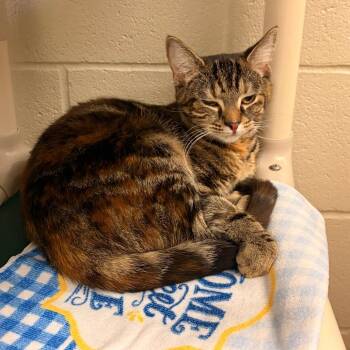 Scarlett -  Domestic Short Hair Cat for Adoption in Bristol, Indiana - Scarlett | PetCurious