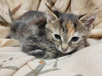 Rescue Domestic Short Hair Cats for Adoption in Lorain, Ohio - Jaina | PetCurious