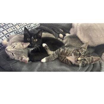 Domestic Short Hair Cats Available for Adoption - Italy Angel - Needs A Cat Buddy | PetCurious