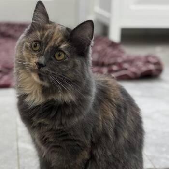 Rescue Domestic Long Hair and Persian Cats for Adoption in Newnan, Georgia - Shiloh | PetCurious