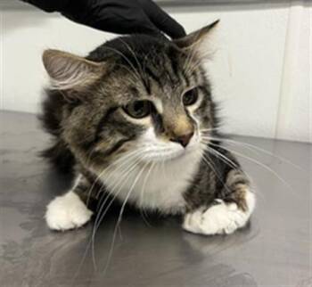 Rescue Domestic Short Hair Cats for Adoption in Camarillo, California - PUDDY CAT | PetCurious