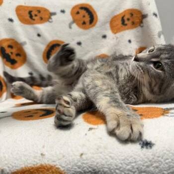 December -  Domestic Short Hair Cat for Adoption in Janesville, Wisconsin - December | PetCurious