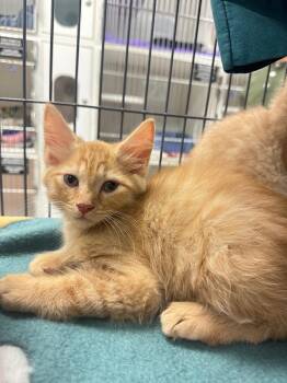 Domestic Short Hair Cats Available for Adoption in Johnson City, Tennessee - Cheeto (Lakeview) | PetCurious