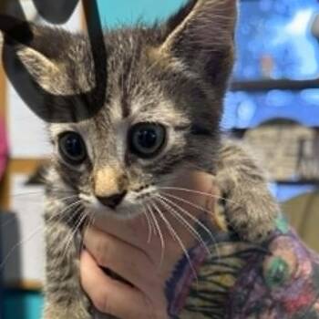 Luigi -  Domestic Short Hair Cat for Adoption in Stephenville, Texas - Luigi | PetCurious