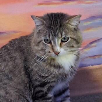 Frank -  Domestic Short Hair Cat for Adoption in Grand Rapids, Minnesota - Frank | PetCurious