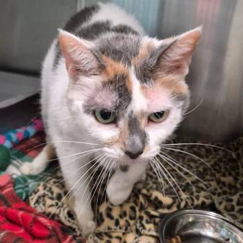Easter -  American Shorthair Cat for Adoption in Oak Ridge, Tennessee - Easter | PetCurious
