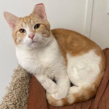 Reagan -  Domestic Short Hair Cat for Adoption in Goshen, Indiana - Reagan | PetCurious