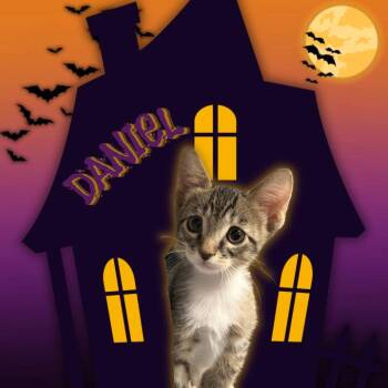 Daniel -  Domestic Short Hair Cat for Adoption in Tempe, Arizona - Daniel | PetCurious