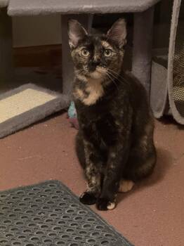 Ella -  Tortoiseshell and Domestic Short Hair Cat for Adoption in Harrisburg, Pennsylvania - Ella | PetCurious