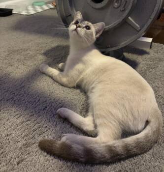 Coco Laurent -  Domestic Short Hair and Siamese Cat for Adoption in Chandler, Arizona - Coco Laurent | PetCurious