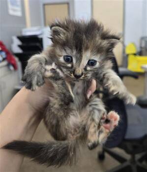 Rescue Domestic Long Hair Cats for Adoption in Dallas, Texas - MELLO | PetCurious