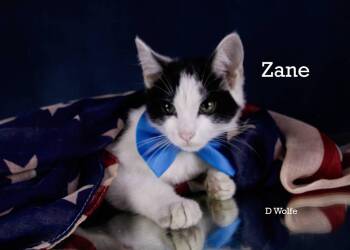 Zane -  Tuxedo Cat for Adoption in York, Nebraska - Zane | PetCurious