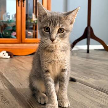 Artemis -  Domestic Short Hair Cat for Adoption in Evansville, Indiana - Artemis | PetCurious
