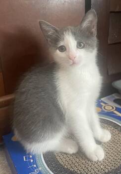 Marbles -  American Shorthair Cat for Adoption in Orlando, Florida - Marbles | PetCurious
