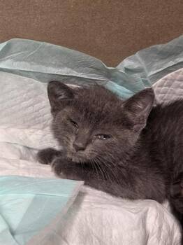 A656338 -  Domestic Short Hair Cat for Adoption in Houston, Texas - A656338 | PetCurious
