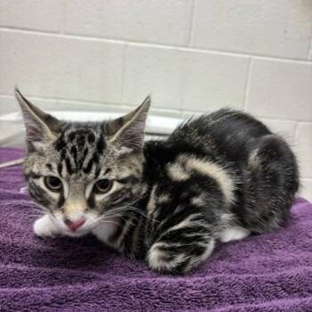 Tom Foolery -  Domestic Short Hair Cat for Adoption in Murray, Utah - Tom Foolery | PetCurious