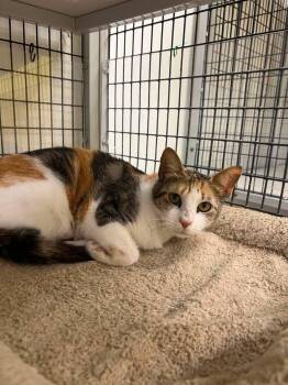 Marble -  Domestic Short Hair Cat Available for Adoption in Port Lavaca, Texas - Marble | PetCurious