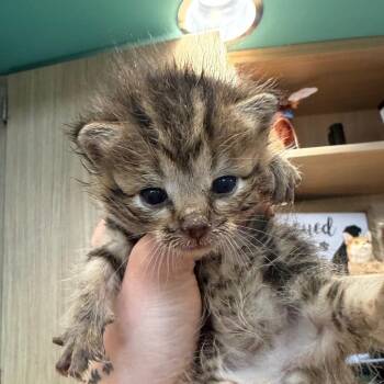 Noodle -  Domestic Short Hair Cat for Adoption in Marshall, Texas - Noodle | PetCurious