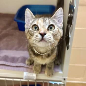 Arabesque -  Domestic Short Hair Cat for Adoption in Walnut Creek, California - Arabesque | PetCurious