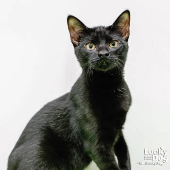 Rescue Domestic Short Hair Cats for Adoption in Washington, District Of Columbia - Xia | PetCurious