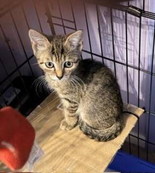 Korben Ewadar -  Domestic Short Hair and Tabby Cat for Adoption in Chandler, Arizona - Korben Ewadar | PetCurious